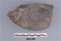 藏品(橫簾蛤)的圖片